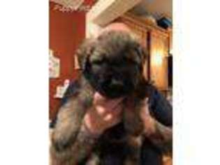 Mutt Puppy for sale in Rock Tavern, NY, USA