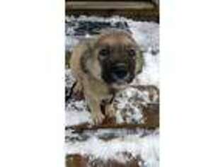 Mutt Puppy for sale in Searsport, ME, USA