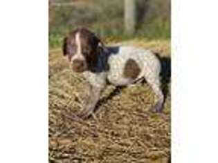 German Shorthaired Pointer Puppy for sale in Lakeland, FL, USA
