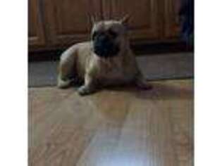 French Bulldog Puppy for sale in Merrill, WI, USA