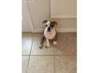 Bulldog Puppy for sale in Orlando, FL, USA