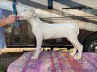 Dogo Argentino Puppy for sale in Roscoe, SD, USA