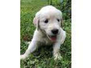 Golden Retriever Puppy for sale in Whitehall, PA, USA