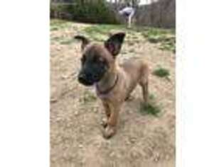 Belgian Malinois Puppy for sale in Black Mountain, NC, USA