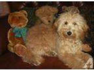 Goldendoodle Puppy for sale in CONCORD, MI, USA
