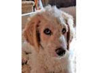 Goldendoodle Puppy for sale in Montrose, CO, USA