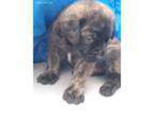 Mastiff Puppy for sale in Dunbar, PA, USA