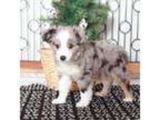 Miniature Australian Shepherd Puppy for sale in Naples, FL, USA