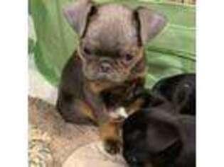 Brussels Griffon Puppy for sale in Orange Grove, TX, USA