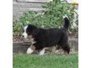 Bernese Mountain Dog Puppy for sale in Wellman, IA, USA