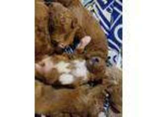 Goldendoodle Puppy for sale in Huntingburg, IN, USA