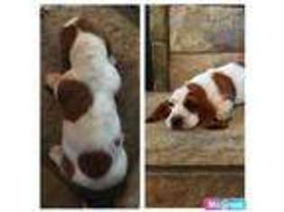 Basset Hound Puppy for sale in Red Oak, OK, USA