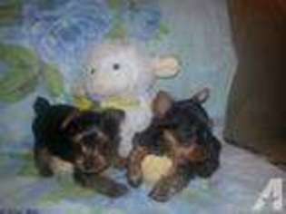 Yorkshire Terrier Puppy for sale in ROCKFORD, IL, USA
