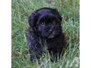 Havanese Puppy for sale in CHESTERFIELD, MO, USA