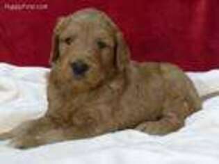 Goldendoodle Puppy for sale in Lewisburg, PA, USA