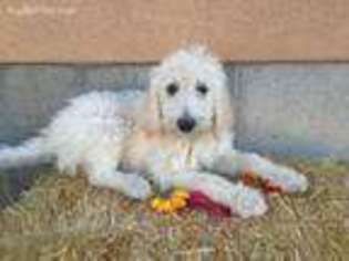 Labradoodle Puppy for sale in Price, UT, USA
