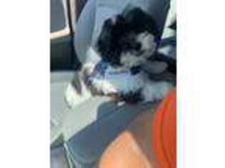 Shih-Poo Puppy for sale in Akron, OH, USA