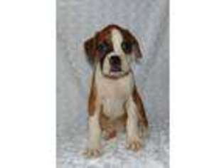 Boxer Puppy for sale in Finley, OK, USA