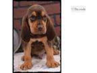 Bloodhound Puppy for sale in Saint Louis, MO, USA