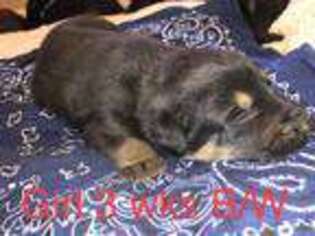 German Shepherd Dog Puppy for sale in Kingston, NY, USA