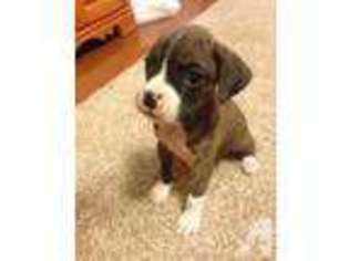Boxer Puppy for sale in Sevierville, TN, USA