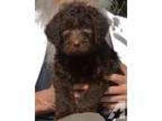 Labradoodle Puppy for sale in COTTONWOOD, CA, USA