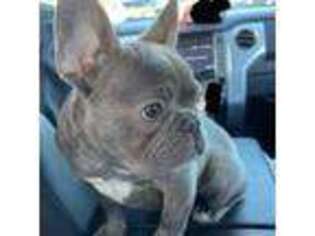 French Bulldog Puppy for sale in Rosedale, MD, USA