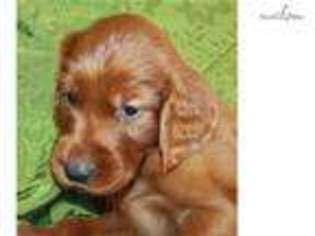 Irish Setter Puppy for sale in Louisville, KY, USA