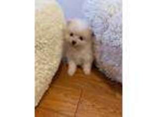 Pomeranian Puppy for sale in College Point, NY, USA