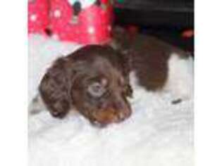Dachshund Puppy for sale in Windsor, CO, USA