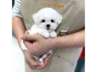 Bichon Frise Puppy for sale in Brooklyn, NY, USA