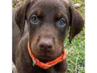 Doberman Pinscher Puppy for sale in Jackson, GA, USA