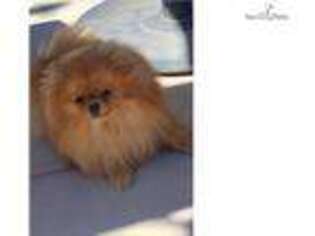 Pomeranian Puppy for sale in Worcester, MA, USA