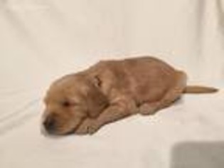 Golden Retriever Puppy for sale in Boardman, OR, USA