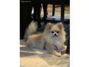 Pomeranian Puppy for sale in Cohasset, MA, USA
