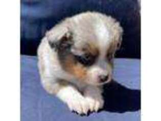 Miniature Australian Shepherd Puppy for sale in Montrose, CO, USA