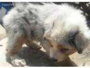 Australian Shepherd Puppy for sale in Pinon Hills, CA, USA