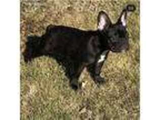 French Bulldog Puppy for sale in Blackwood, NJ, USA