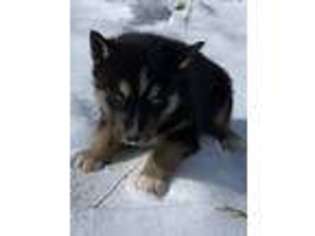 Siberian Husky Puppy for sale in West Salem, OH, USA