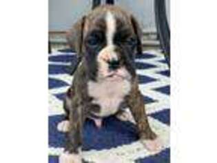 Boxer Puppy for sale in Middlebury, IN, USA