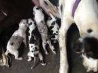 Great Dane Puppy for sale in KENTWOOD, LA, USA