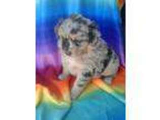 Australian Shepherd Puppy for sale in Burlington, NC, USA