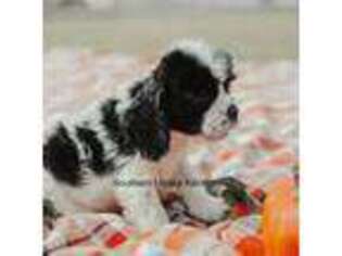 Cocker Spaniel Puppy for sale in Hobbs, NM, USA
