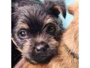 Norwich Terrier Puppy for sale in Bangor, MI, USA