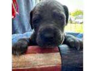 Great Dane Puppy for sale in Grove City, OH, USA