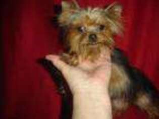 Yorkshire Terrier Puppy for sale in Russell Springs, KY, USA