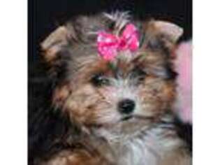 Yorkshire Terrier Puppy for sale in Brownwood, TX, USA