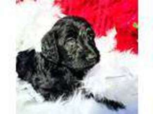 Labradoodle Puppy for sale in Johnson City, TN, USA