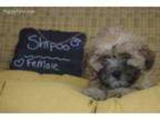 Shih-Poo Puppy for sale in Minocqua, WI, USA