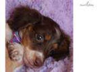 Dachshund Puppy for sale in Saint Louis, MO, USA